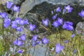 Beautiful meadow flower, purple geranium. Summer landscape, Hemsedal Norway