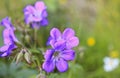 Beautiful meadow flower, purple geranium. Summer landscape in Hemsedal, Norway Royalty Free Stock Photo