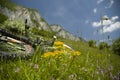 Beautiful meadow with flowers and bicycle