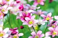 Beautiful meadow flowers closeup with blur background