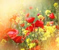 Beautiful meadow flowers lit by sunlight