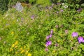 Beautiful meadow flowers, purple geranium yellow flowers. Hemsedal, Viken, Norway Royalty Free Stock Photo