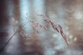 Beautiful meadow grass, bluegrass, Poa pratensis after rain on blue blurred background. Blade of grass in droplets of water Royalty Free Stock Photo