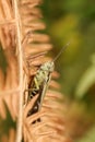 A pretty Meadow Grasshopper Chorthippus parallelus perching on bracken at the edge of woodland.