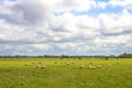 Beautiful meadow landscape in Bergen, Netherlands