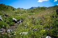 Beautiful meadow with a little stream of water at summer Royalty Free Stock Photo