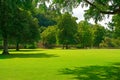 Beautiful meadow