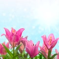 Beautiful meadow with pink lilies