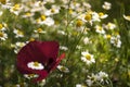 The Beautiful  Meadow Of Red Poppy Flower And  Chamomile  In The Spring Royalty Free Stock Photo
