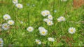 Beautiful Meadow In Springtime Full Of Flowering Daisies. Lawn In Spring. Close up.