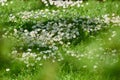 A beautiful meadow in springtime full of flowering daisies with white yellow blossom and green grass. A meadow full of Royalty Free Stock Photo