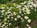 Beautiful meadow in springtime full of flowering daisies with white yellow blossom and green grass - oxeye daisy Royalty Free Stock Photo