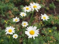 Beautiful meadow in springtime full of flowering daisies with white yellow blossom and green grass - oxeye daisy, leucanthemum Royalty Free Stock Photo
