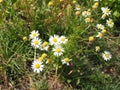 Beautiful meadow in springtime full of flowering daisies with white yellow blossom and green grass - oxeye daisy Royalty Free Stock Photo