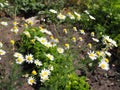 Beautiful meadow in springtime full of flowering daisies with white yellow blossom and green grass - oxeye daisy, leucanthemum Royalty Free Stock Photo