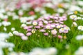 Beautiful meadow in springtime full of flowering white and pink common daisies on green grass. Daisy lawn Royalty Free Stock Photo