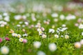 Beautiful meadow in springtime full of flowering white and pink common daisies on green grass. Daisy lawn Royalty Free Stock Photo