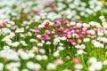 Beautiful meadow in springtime full of flowering white and pink common daisies on green grass. Daisy lawn Royalty Free Stock Photo