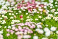 Beautiful meadow in springtime full of flowering white and pink common daisies on green grass. Daisy lawn Royalty Free Stock Photo