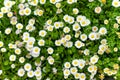 Beautiful meadow in springtime full of flowering white and pink common daisies on green grass. Daisy lawn Royalty Free Stock Photo