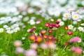 Beautiful meadow in springtime full of flowering white and pink common daisies on green grass. Daisy lawn Royalty Free Stock Photo