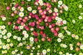 Beautiful meadow in springtime full of flowering white and pink common daisies on green grass. Daisy lawn Royalty Free Stock Photo