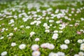 Beautiful meadow in springtime full of flowering white and pink common daisies on green grass. Daisy lawn Royalty Free Stock Photo