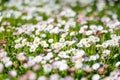 Beautiful meadow in springtime full of flowering white and pink common daisies on green grass. Daisy lawn Royalty Free Stock Photo