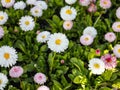 Beautiful meadow in springtime full of flowering white and pink common daisies Royalty Free Stock Photo