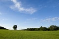 Beautiful Meadow on Summer Day