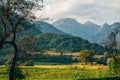 Beautiful meadow in summer morning, scenic landscape from Triglav national park in Slovenia