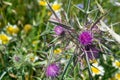 On a beautiful meadow thistle blooms, field in spring Royalty Free Stock Photo