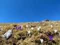 Beautiful meadow with white and purple spring crocus or giant crocus (Crocus vernus) flowers Royalty Free Stock Photo