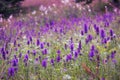 Beautiful meadow wild flowers landscape, purple flowers meadow , mountai nature vegetation, idyllic wild flowers field Royalty Free Stock Photo