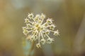 Beautiful meadow wild grass in warm sunlight. Beauty nature field background with growing plant cumin with white flowers