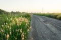 Beautiful Meadow with wild pink flowers on the roadside over sunset sky. Field background with sun flare. Selective focus Royalty Free Stock Photo