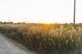 Beautiful Meadow with wild pink flowers on the roadside over sunset sky. Field background with sun flare. Selective focus Royalty Free Stock Photo