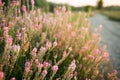 Beautiful Meadow with wild pink flowers on the roadside over sunset sky. Field background with sun flare. Selective focus Royalty Free Stock Photo