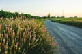 Beautiful Meadow with wild pink flowers on the roadside over sunset sky. Field background with sun flare. Selective focus Royalty Free Stock Photo