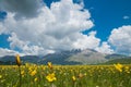 A beautiful meadow with wild tulips and yellow flowers in the spring season against the blue sky and clouds Royalty Free Stock Photo