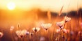 A beautiful meadow with wildflowers on the background of the sunset sky. Wild grass and flowers Royalty Free Stock Photo