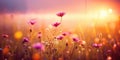 A beautiful meadow with wildflowers on the background of the sunset sky. Wild grass and flowers Royalty Free Stock Photo