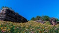 Beautiful meadow wildflowers straw flower in the mountains Phu Hin Rong Kla National Park, Thailand