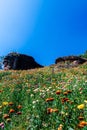 Beautiful meadow wildflowers straw flower in the mountains Phu Hin Rong Kla National Park, Thailand