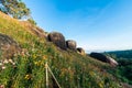 Beautiful meadow wildflowers straw flower in the mountains Phu Hin Rong Kla National Park, Thailand