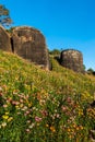 Beautiful meadow wildflowers straw flower in the mountains Phu Hin Rong Kla National Park, Thailand