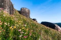 Beautiful meadow wildflowers straw flower in the mountains Phu Hin Rong Kla National Park, Thailand