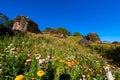 Beautiful meadow wildflowers straw flower in the mountains Phu Hin Rong Kla National Park, Thailand