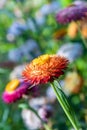 Beautiful meadow wildflowers straw flower in the mountains Phu Hin Rong Kla National Park, Thailand