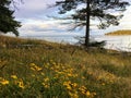 A beautiful meadow with yellow daisies with a tree and ocean in the background, on a pretty summer evening, in the gulf islands